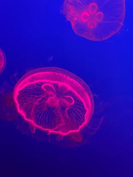 大分マリーンパレス水族館 「うみたまご」に投稿された画像（2023/8/14）