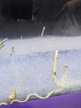 ぶっとんでるいきもの展に投稿された画像（2023/8/14）