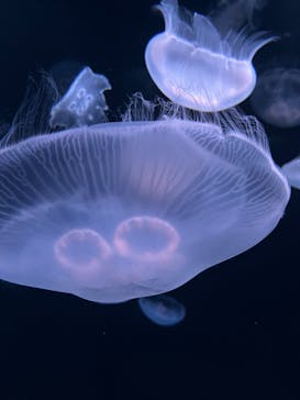 サンシャイン水族館に投稿された画像（2023/8/14）