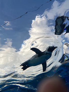 サンシャイン水族館に投稿された画像（2023/8/14）