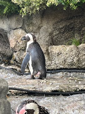 サンシャイン水族館に投稿された画像（2023/8/14）