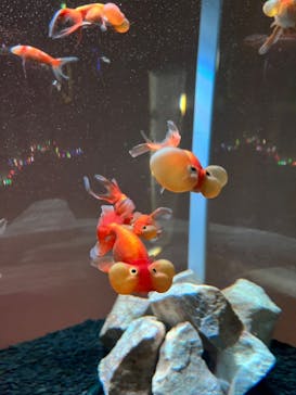 NARA KINGYO MUSEUMに投稿された画像（2023/8/14）