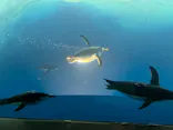名古屋港水族館に投稿された画像（2023/8/14）