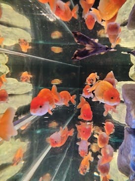 NARA KINGYO MUSEUMに投稿された画像（2023/8/14）