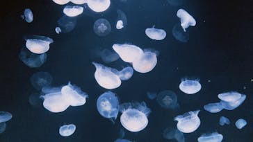 サンシャイン水族館に投稿された画像（2023/8/14）