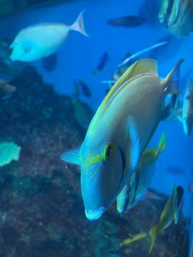 越前松島水族館に投稿された画像（2023/8/14）