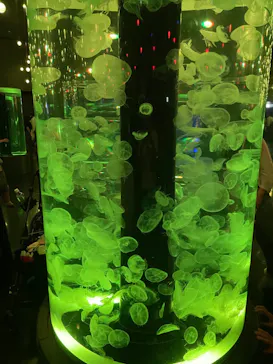 マクセル アクアパーク品川に投稿された画像（2023/8/14）