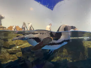 マクセル アクアパーク品川に投稿された画像（2023/8/14）