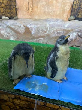 那須どうぶつ王国に投稿された画像（2023/8/14）