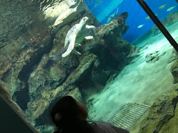 名古屋港水族館に投稿された画像（2023/8/14）