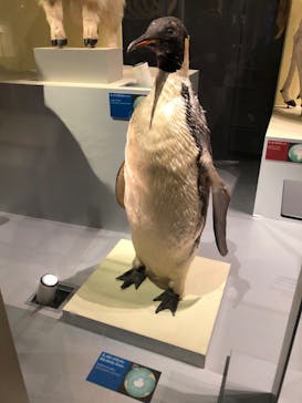 国立科学博物館に投稿された画像（2023/8/14）