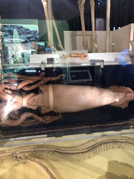 国立科学博物館に投稿された画像（2023/8/14）