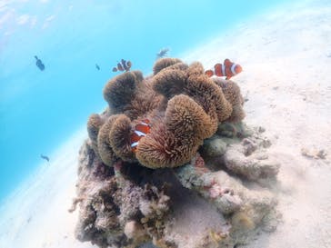 nico 宮古島に投稿された画像（2023/8/14）