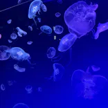 名古屋港水族館に投稿された画像（2023/8/14）