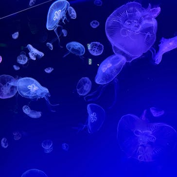 名古屋港水族館に投稿された画像（2023/8/14）