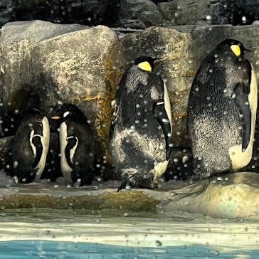 名古屋港水族館に投稿された画像（2023/8/14）