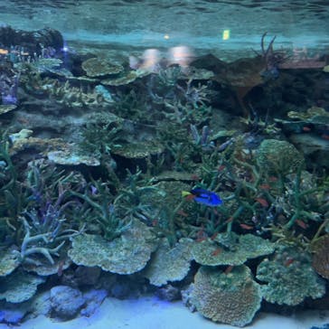 名古屋港水族館に投稿された画像（2023/8/14）