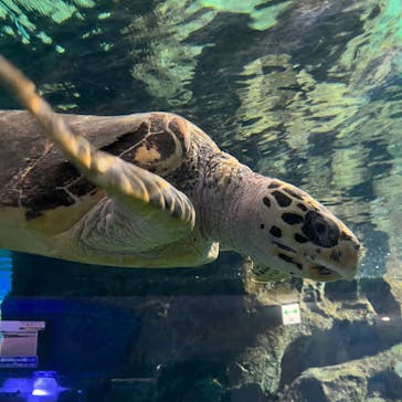 名古屋港水族館に投稿された画像（2023/8/14）