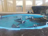 名古屋港水族館に投稿された画像（2023/8/14）