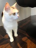 猫カフェモカ　渋谷センター街店に投稿された画像（2023/8/14）