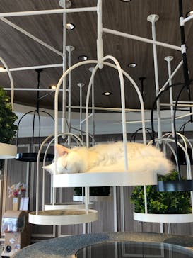 猫カフェモカ　渋谷センター街店に投稿された画像（2023/8/14）