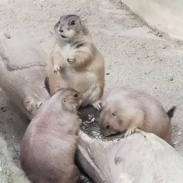 神戸どうぶつ王国に投稿された画像（2023/8/14）