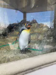 仙台うみの杜水族館に投稿された画像（2023/8/14）