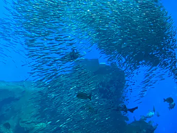 仙台うみの杜水族館に投稿された画像（2023/8/14）