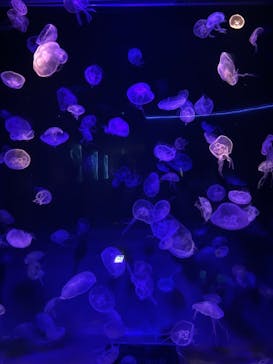 島根県立 しまね海洋館に投稿された画像（2023/8/14）