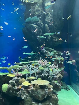 島根県立 しまね海洋館に投稿された画像（2023/8/14）