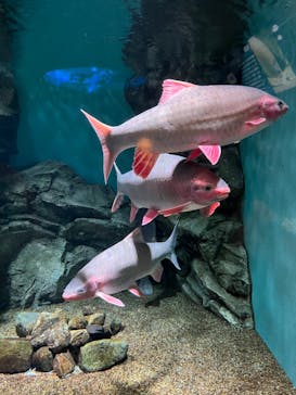 島根県立 しまね海洋館に投稿された画像（2023/8/14）