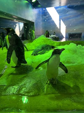 島根県立 しまね海洋館に投稿された画像（2023/8/14）