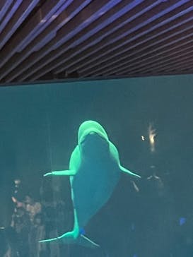 島根県立 しまね海洋館に投稿された画像（2023/8/14）