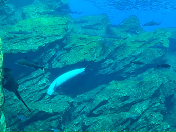 仙台うみの杜水族館に投稿された画像（2023/8/14）