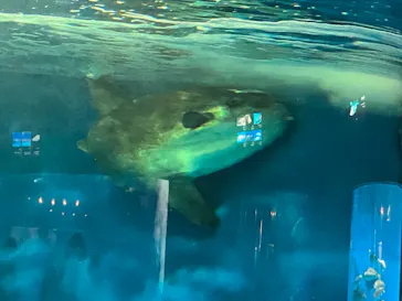 仙台うみの杜水族館に投稿された画像（2023/8/14）