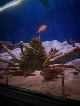 名古屋港水族館に投稿された画像（2023/8/14）