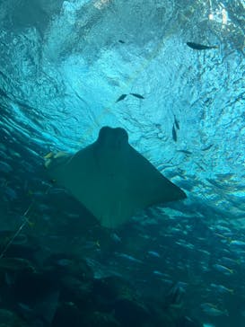 名古屋港水族館に投稿された画像（2023/8/14）