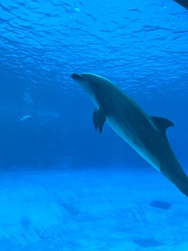 名古屋港水族館に投稿された画像（2023/8/14）