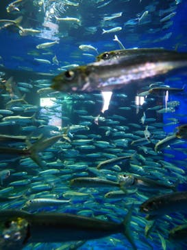 アクアワールド茨城県大洗水族館に投稿された画像（2023/8/14）