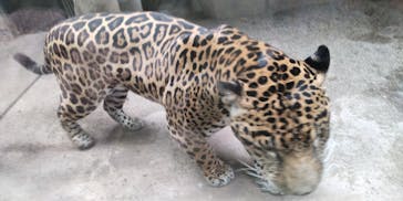 那須どうぶつ王国に投稿された画像（2023/8/14）