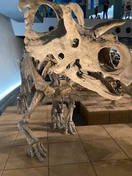 福井県立恐竜博物館に投稿された画像（2023/8/14）