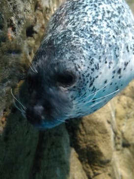新江ノ島水族館に投稿された画像（2023/8/14）