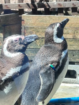 上越市立水族博物館 うみがたりに投稿された画像（2023/8/14）