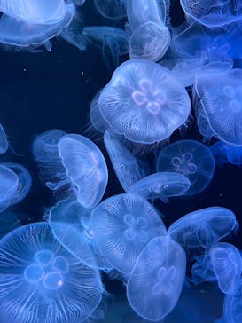 AOAO SAPPOROに投稿された画像（2023/8/14）