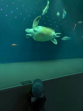 大分マリーンパレス水族館 「うみたまご」に投稿された画像（2023/8/14）