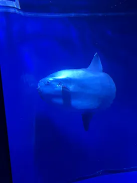 サンシャイン水族館に投稿された画像（2023/8/14）