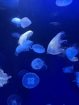 サンシャイン水族館に投稿された画像（2023/8/14）