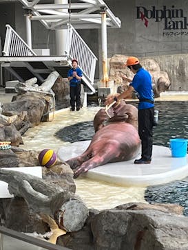 城崎マリンワールドに投稿された画像（2023/8/14）