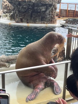 城崎マリンワールドに投稿された画像（2023/8/14）