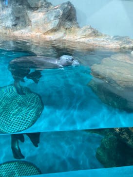 大分マリーンパレス水族館 「うみたまご」に投稿された画像（2023/8/14）